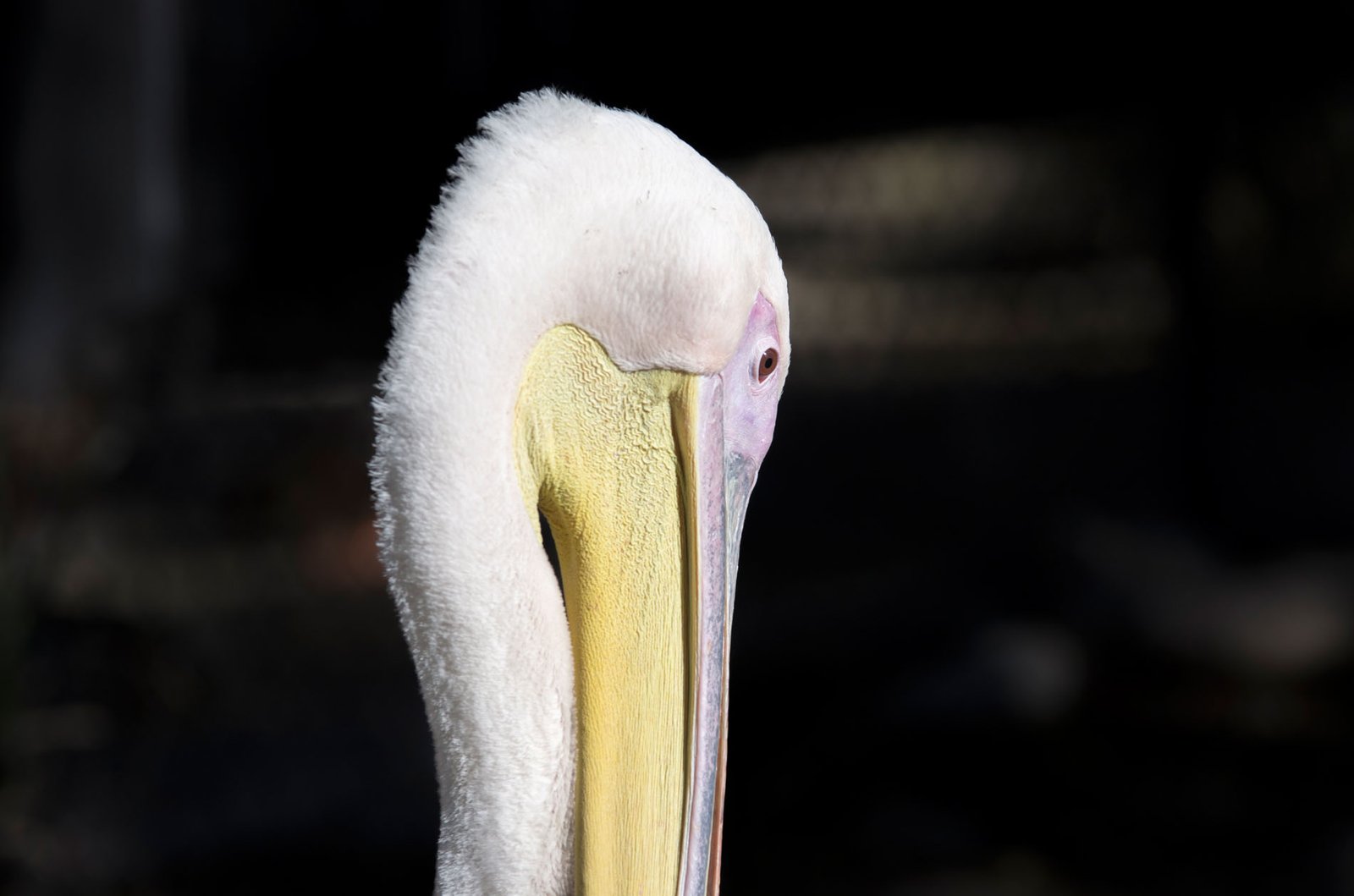San Diego Zoo Part I 096